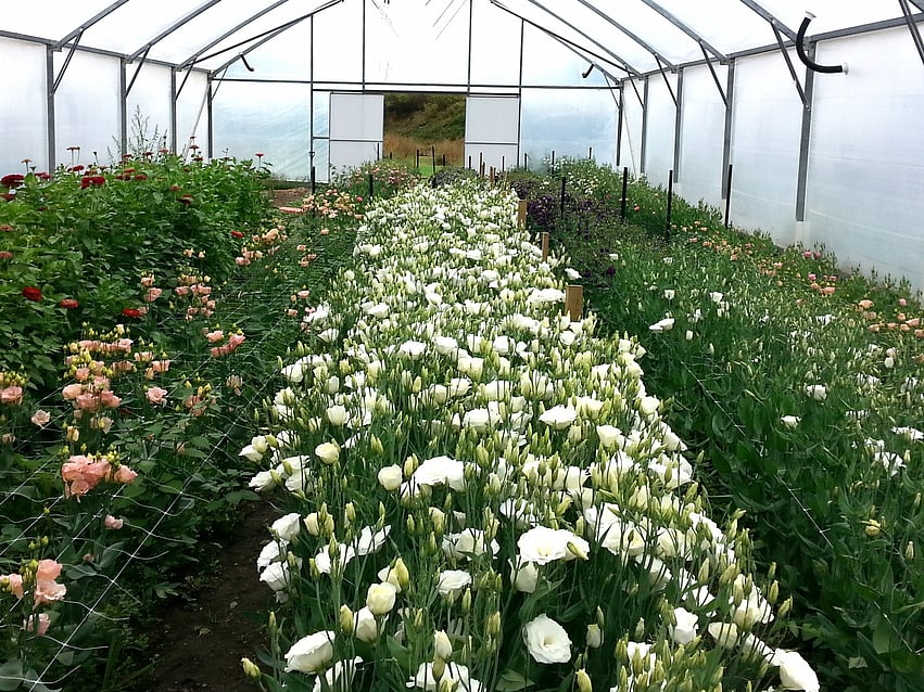 Greenhouse