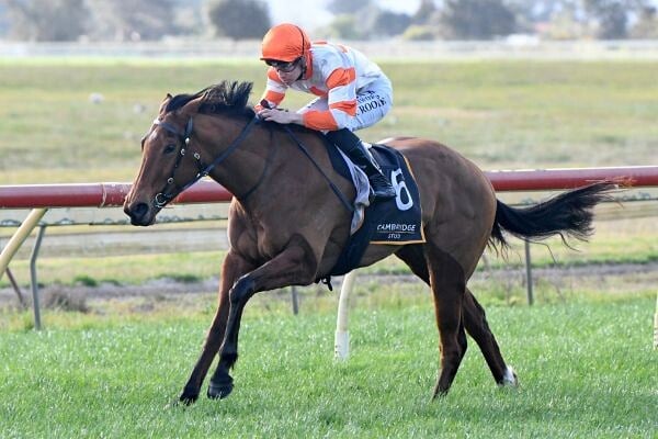 She’s No Saint - (Credit: Loveracing.NZ)