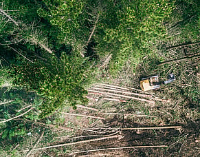 Forestry sector backs independent facilitator for Tairāwhiti