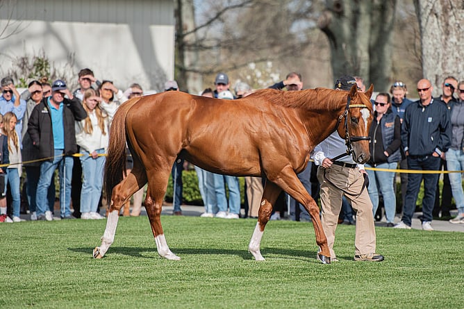 Crowds take in the action at the Waikato Stallion Parade, which returns this weekend.  - Photo: Supplied