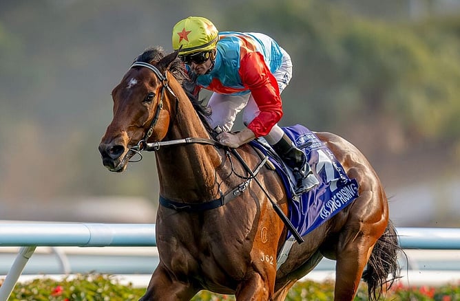 Ka Ying Rising will trial at Sha Tin on Friday as he prepares for the season opener. - Photo Hong Kong Jockey Club