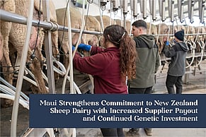 Maui Strengthens Commitment to New Zealand Sheep Dairy with Increased Supplier Payout and Continued Genetic Investment
