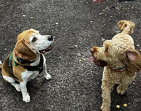 Paws, Pavement, and Community: Our Latest DBN Wag and Walk