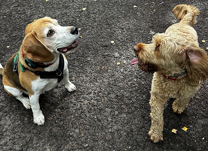 Bruno & Barney at the DBN Wag & Walk networking morning