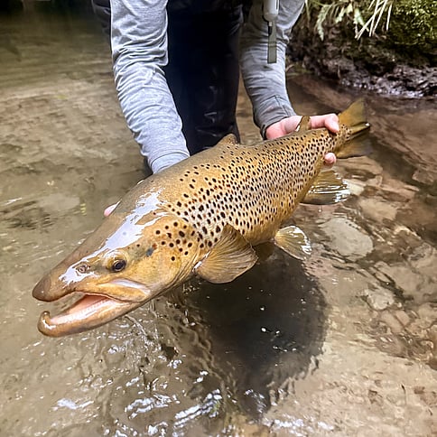 Full Day Guiding and two nights accommodation