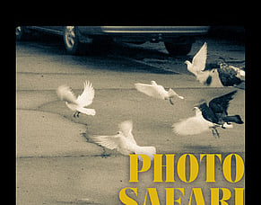 Photo Safari