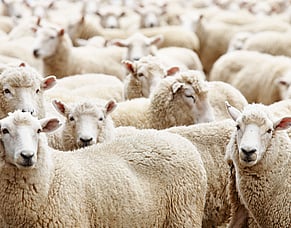 The effects of ewe wastage
