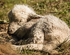 Saving lambs with dextrose