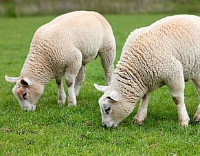 Plan ahead for post-weaning growth