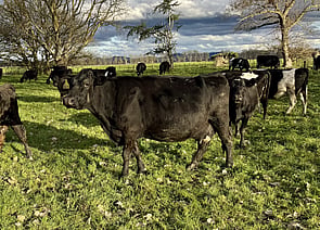 300 x Predominantly Friesian Cows. Some Kiwi X. - BW: 108, PW: 141Harrison Levien, 027 496 7410