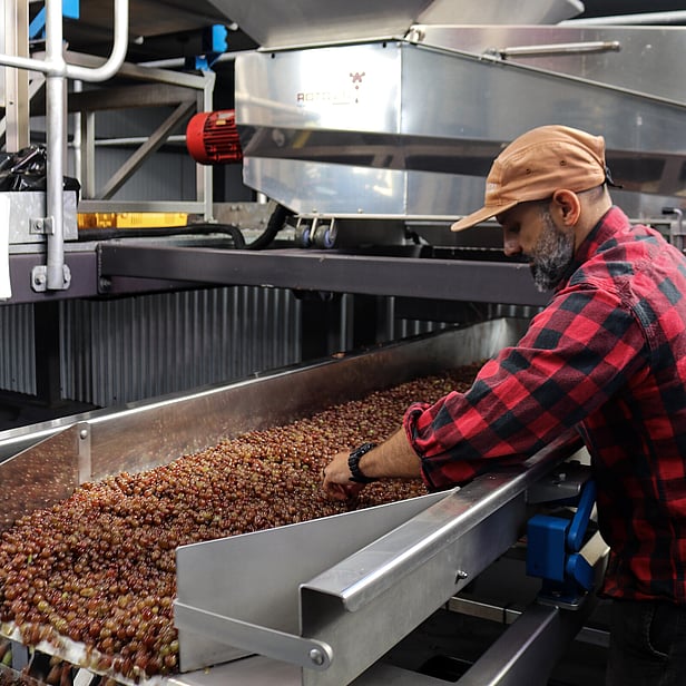 The Batch Winery & Vineyard Guided Tour