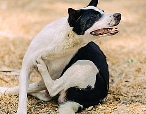 Understanding itchy skin in cats and dogs