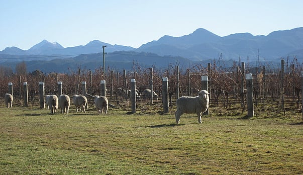 Will Michelin bring a long term boost to wine sales and hospitality?