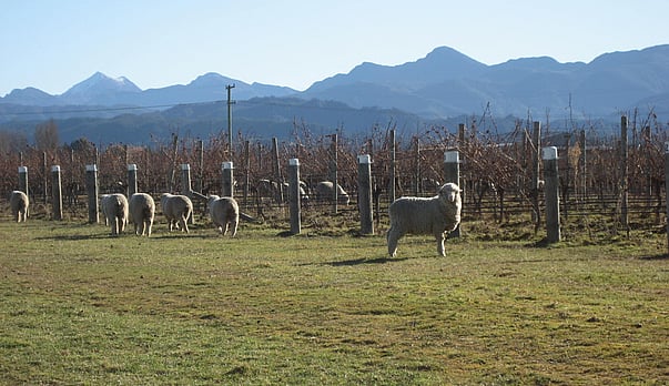 Will Michelin bring a long term boost to wine sales and hospitality?