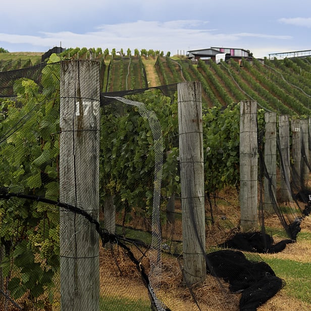 Waiheke Island Vineyard & Winery guided tour