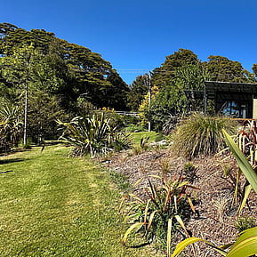 Two Rivers Ohakune - Following weeb control, native plants are flourishing