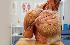 muscle health & nervous system support