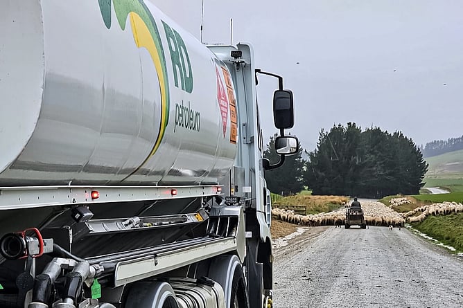 RD Petroleum diesel tanker on a gravel road behind a mob of sheep being moved in the Hokonui Hills, Southland