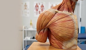 Muscle Health & Nervous System Support