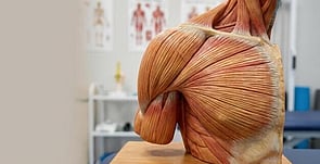 Muscle Health & Nervous System Support