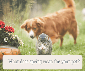 Spring Has Sprung: What Does Spring Mean for Our Pets?