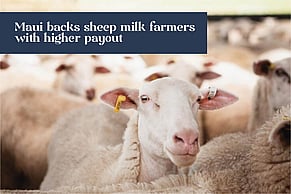 Maui backs sheep milk farmers with higher payout