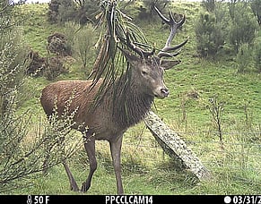 Deer the number one pest