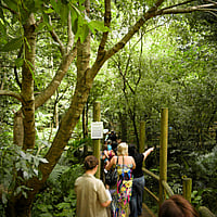 A group walking along the Rainforest track to the Glow Worm Cave Tamborine Mountain