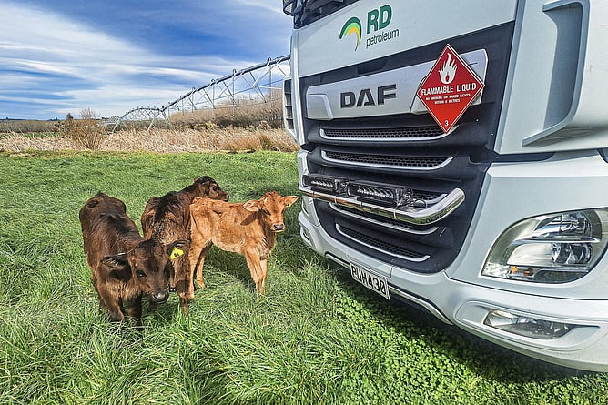 Three calves standing next to an RD Petroleum fuel tanker on a farm at Ikawai, North Otago