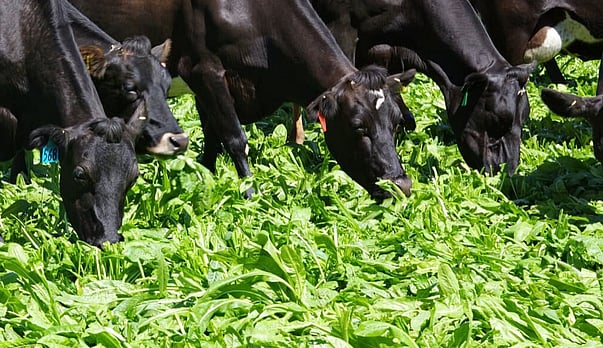 Plan now for high crop yields