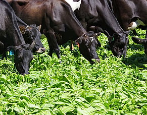 Plan now for high crop yields