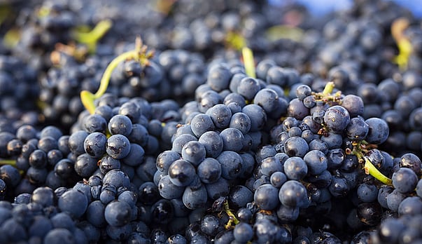 Bragato spearheads new environment wine waste project