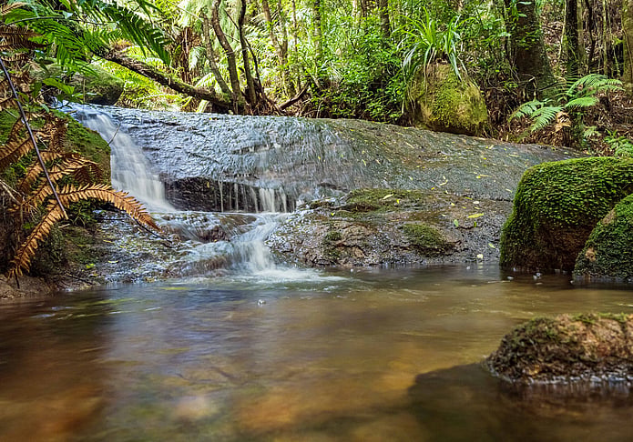 Forest stream in Whakamārama Forest