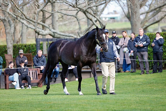 Ace High - (Credit: Rich Hill Stud)