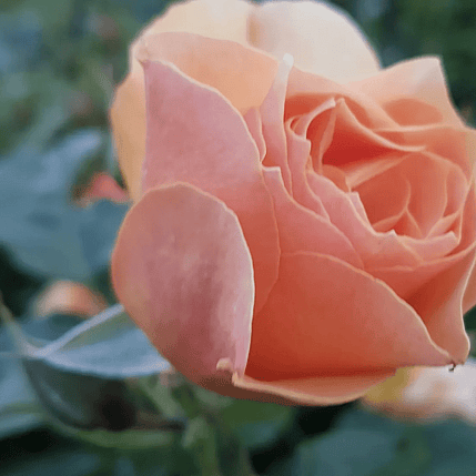 Martinborough Manor Florist