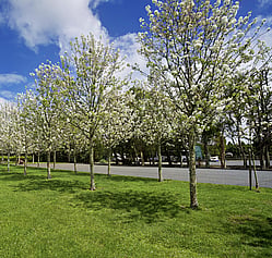 Markovina Estate Wedding Venue Carpark with Flowering Pear Trees