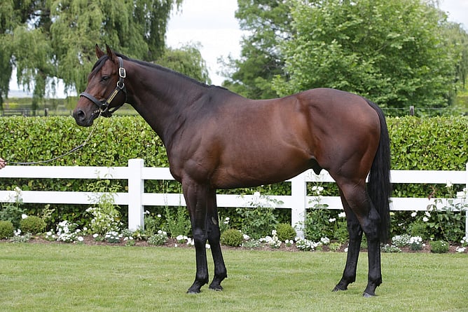 Almanzor  - (Credit: Cambridge Stud)