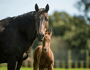 Just 10 Days Left to Apply for the Irish National Stud Scholarship