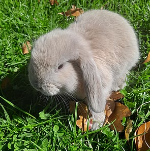DASH - Available 19 Sept 2026