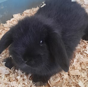 TUBBY - Available 1 October
