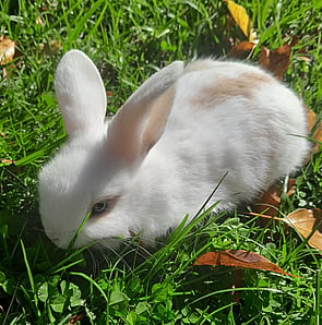 DEEDEE - Available 19 Sept 2026