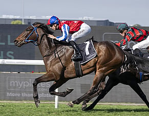 Persian Wonder steps up in Ming Dynasty