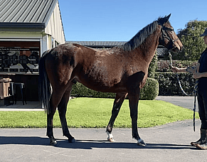 Meet Gideon &ndash; Our Latest Family &amp; Friends Ownership Opportunity