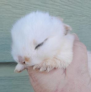 SWEETPEA - Ready for new home 27 October 2026