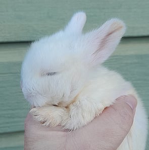 MUFFIN - Ready for new home 27 October 2026