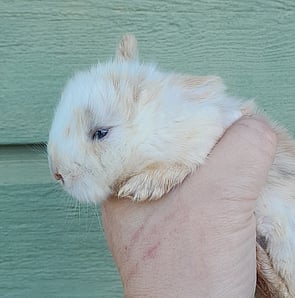 TACO - Ready for new home 27 October 2026
