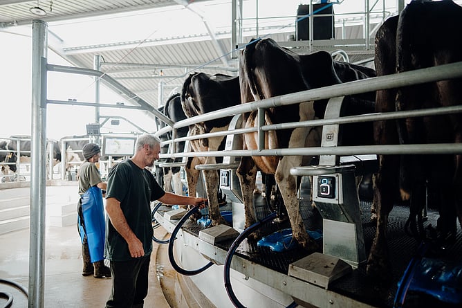 Dairy cows being milked at peak season in New Zealand shed