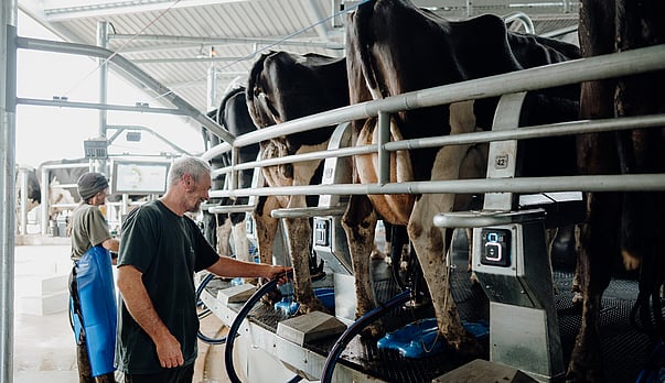 Peak Milk Puts More Strain on Teats Than Any Other Point in the Season