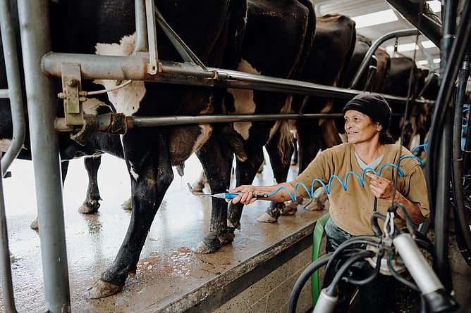Teat spray application during milking, close-up