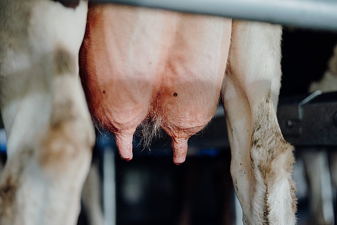 Healthy teat skin condition reference photo